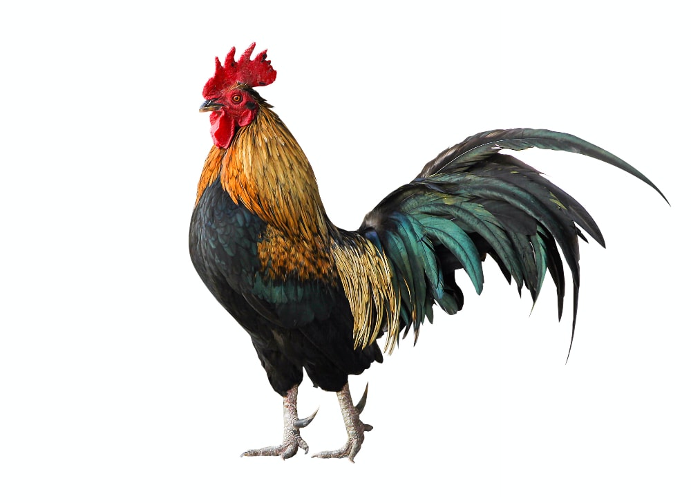 rooster feng shui