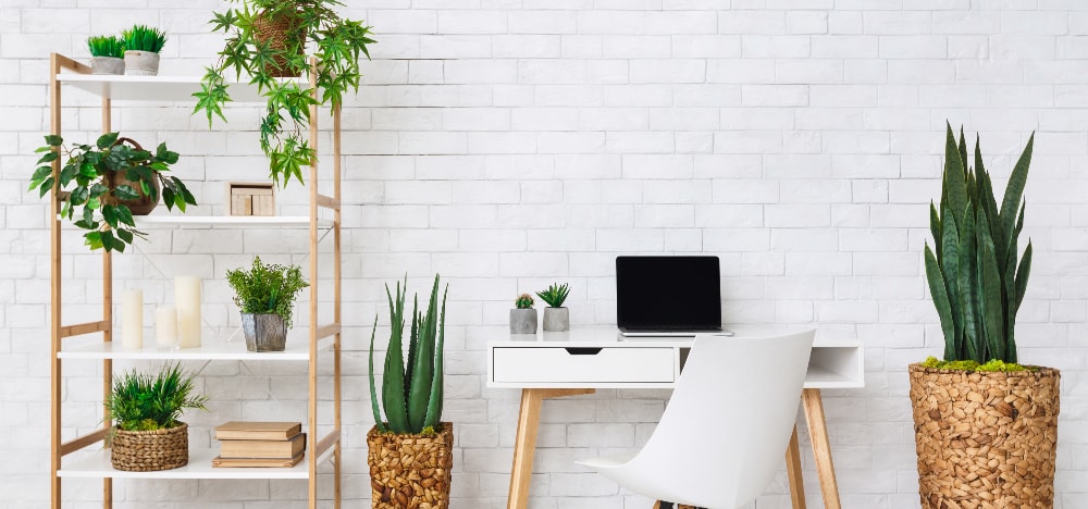 add plants to home office